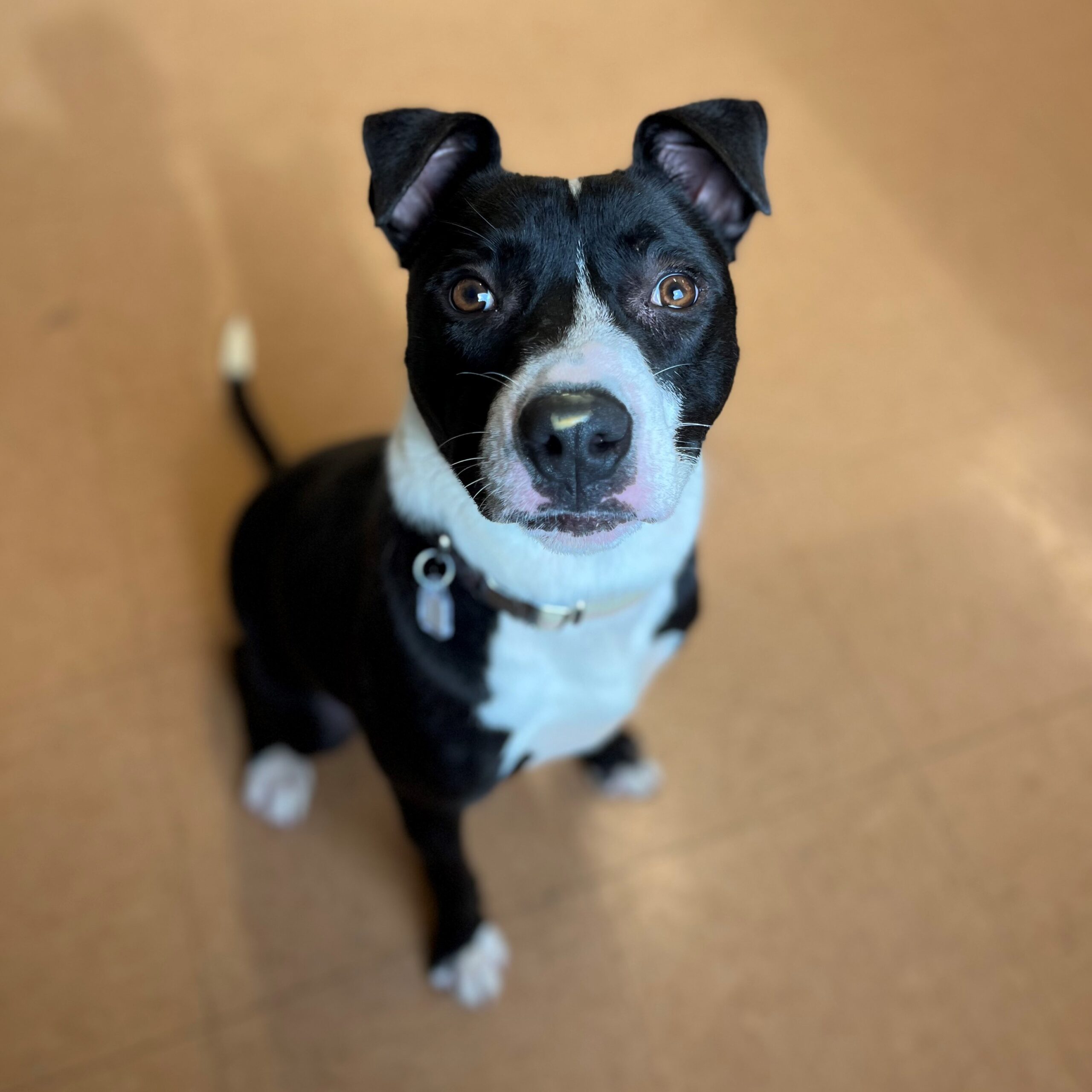 Available Dogs - Humane Pennsylvania