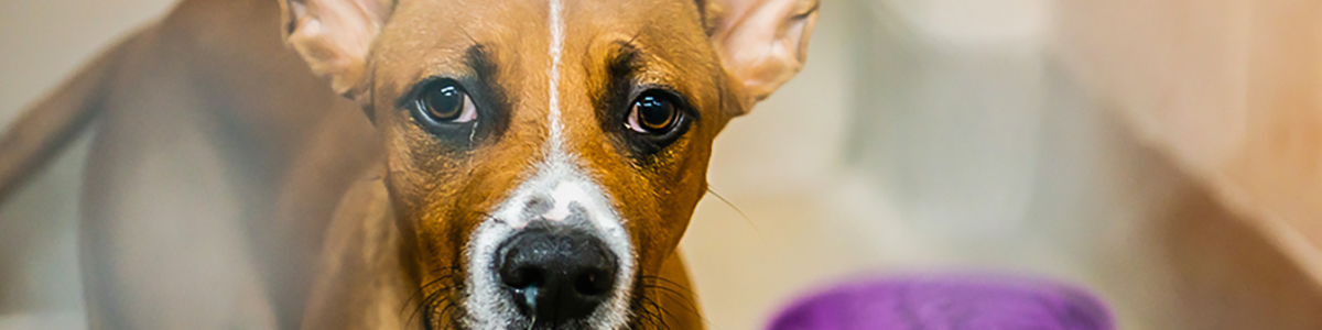 Dog Football Jerseys at Pet Super Store - With Our Best - Denver Lifestyle  Blog