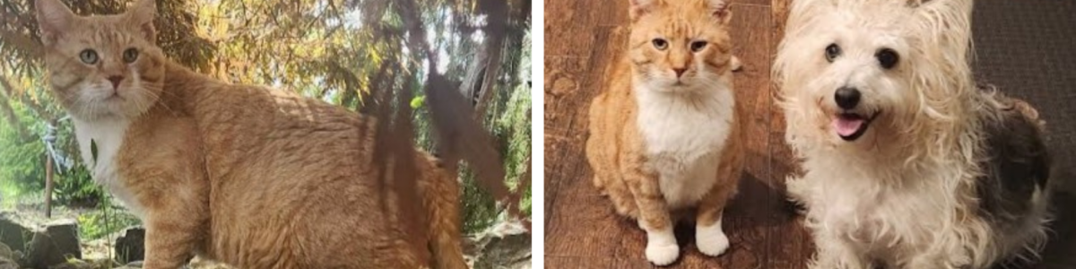 Lifesaving Story BeforeAfter (6)
