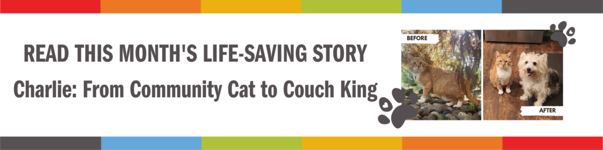 Lifesaving Story Header (4)