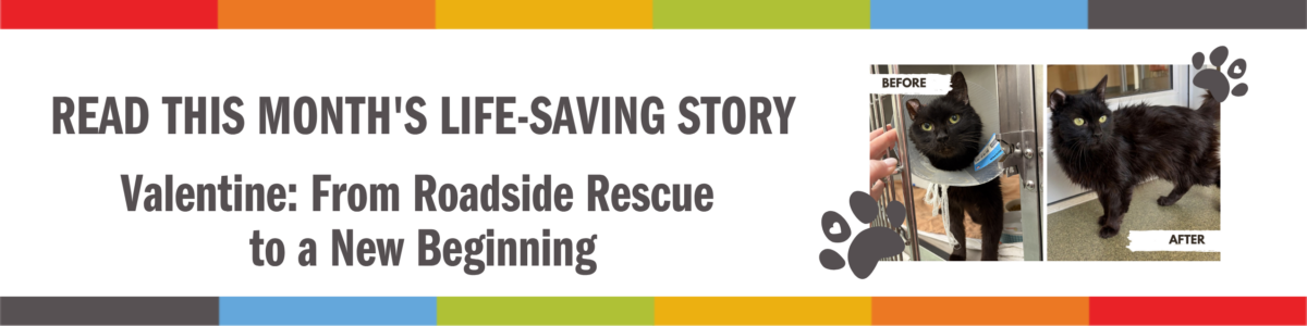 Lifesaving Story Header (6)