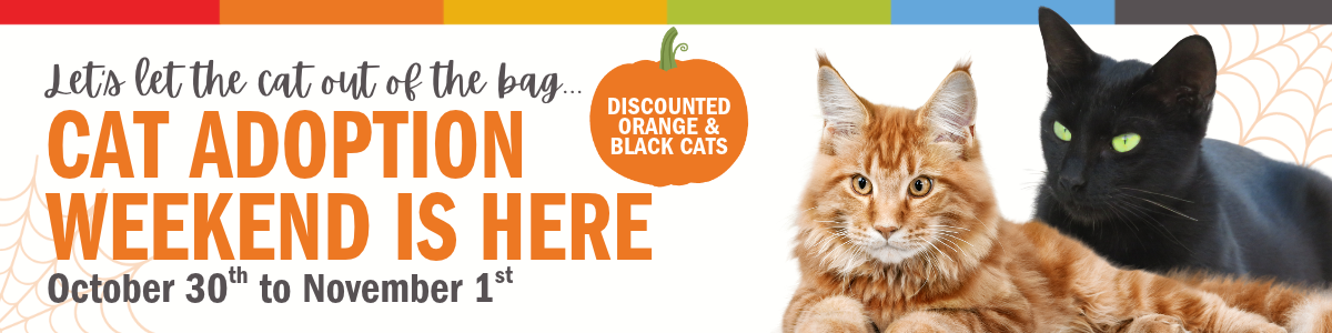 cat adoption wknd